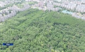 В России в 2018 году создали 40 лесопарковых «зеленых поясов»